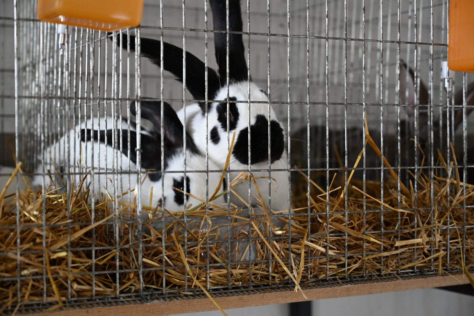 XXIX Pomorskie Agro-Targi w Lubaniu
