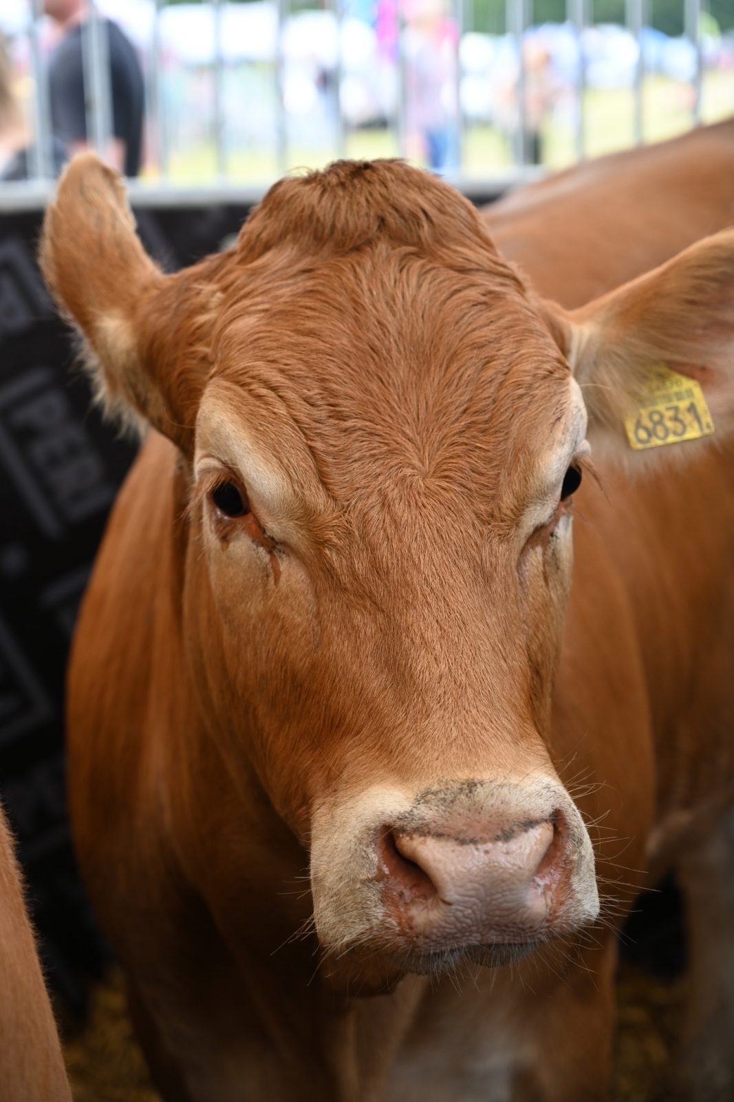 XXIX Pomorskie Agro-Targi w Lubaniu