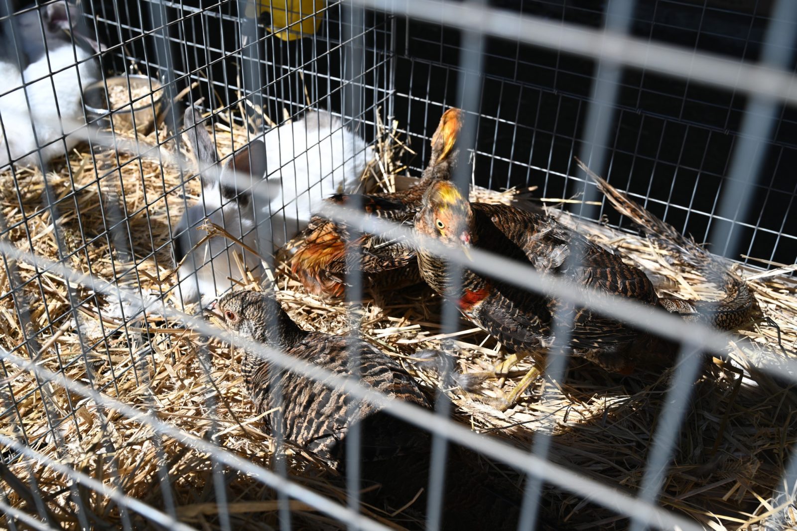 XXIX Pomorskie Agro-Targi w Lubaniu
