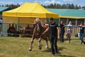 Pomorska Wystawa Zwierząt Hodowlanych (6)