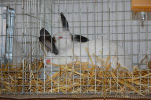 Pomorska Wystawa Zwierząt Hodowlanych (8)