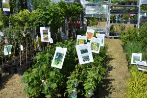 Trzydzieste Pomorskie Agro Targi w Lubaniu - Stoisko wystawowe (2)