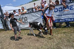 XXX Pomorskie Agro-Targi, Wystawa Zwierząt Hodowlanych w Lubaniu