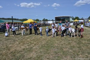 XXX Pomorskie Agro-Targi, Wystawa Zwierząt Hodowlanych w Lubaniu