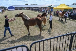 XXX Pomorskie Agro-Targi, Wystawa Zwierząt Hodowlanych w Lubaniu