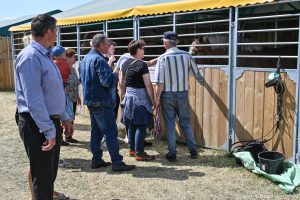 XXX Pomorskie Agro-Targi, Wystawa Zwierząt Hodowlanych w Lubaniu