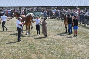 XXX Pomorskie Agro-Targi, Wystawa Zwierząt Hodowlanych w Lubaniu