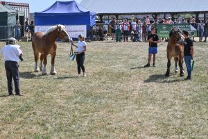 XXX Pomorskie Agro-Targi, Wystawa Zwierząt Hodowlanych w Lubaniu