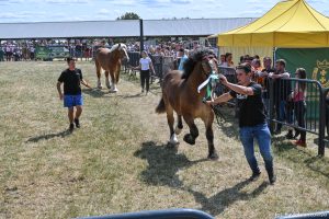 XXX Pomorskie Agro-Targi, Wystawa Zwierząt Hodowlanych w Lubaniu