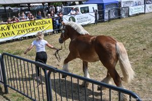 XXX Pomorskie Agro-Targi, Wystawa Zwierząt Hodowlanych w Lubaniu