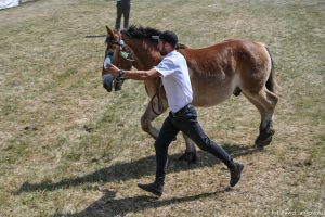 XXX Pomorskie Agro-Targi, Wystawa Zwierząt Hodowlanych w Lubaniu