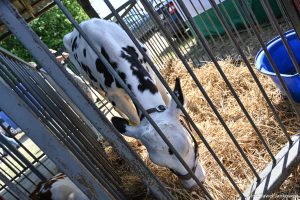 XXX Pomorskie Agro-Targi, Wystawa Zwierząt Hodowlanych w Lubaniu