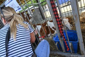 XXX Pomorskie Agro-Targi, Wystawa Zwierząt Hodowlanych w Lubaniu