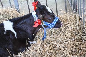 XXX Pomorskie Agro-Targi, Wystawa Zwierząt Hodowlanych w Lubaniu