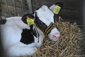 XXX Pomorskie Agro-Targi, Wystawa Zwierząt Hodowlanych w Lubaniu