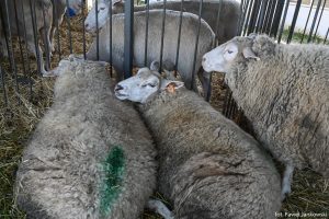 XXX Pomorskie Agro-Targi, Wystawa Zwierząt Hodowlanych w Lubaniu