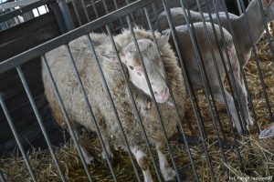 XXX Pomorskie Agro-Targi, Wystawa Zwierząt Hodowlanych w Lubaniu