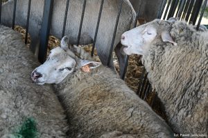 XXX Pomorskie Agro-Targi, Wystawa Zwierząt Hodowlanych w Lubaniu