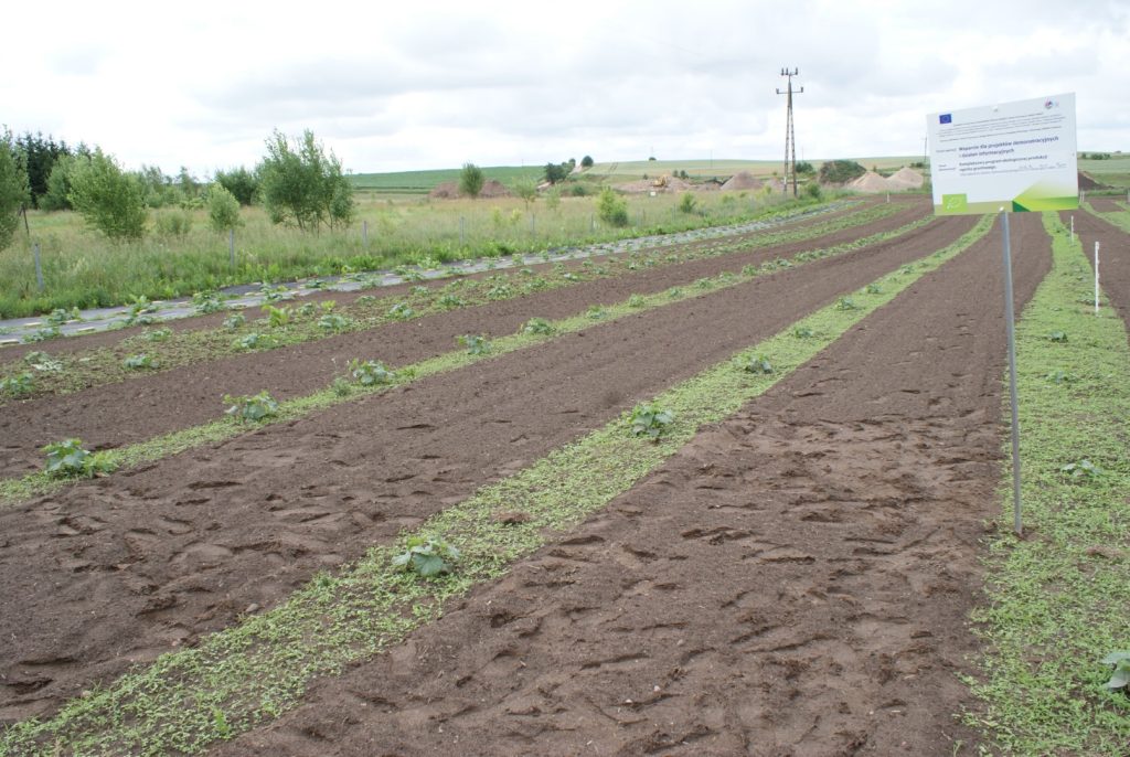 plantacja ogórka eko