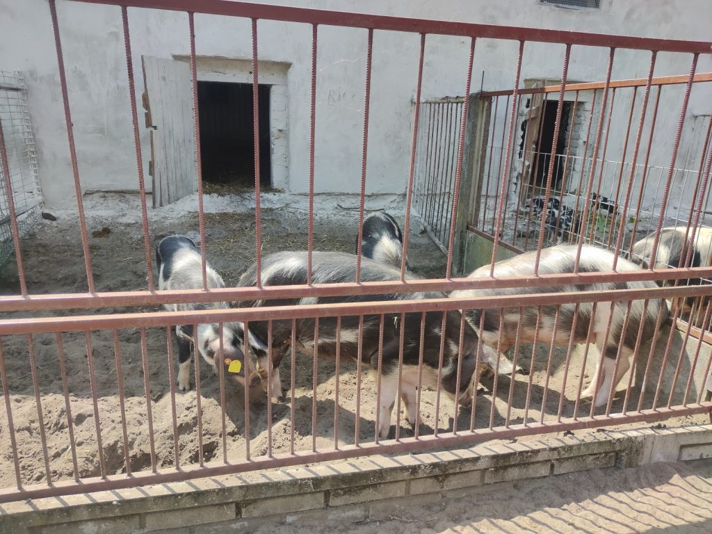 Ekologiczny chów świń