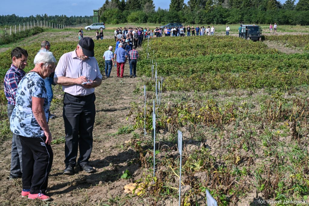 Dzień ziemniaka i kukurydzy