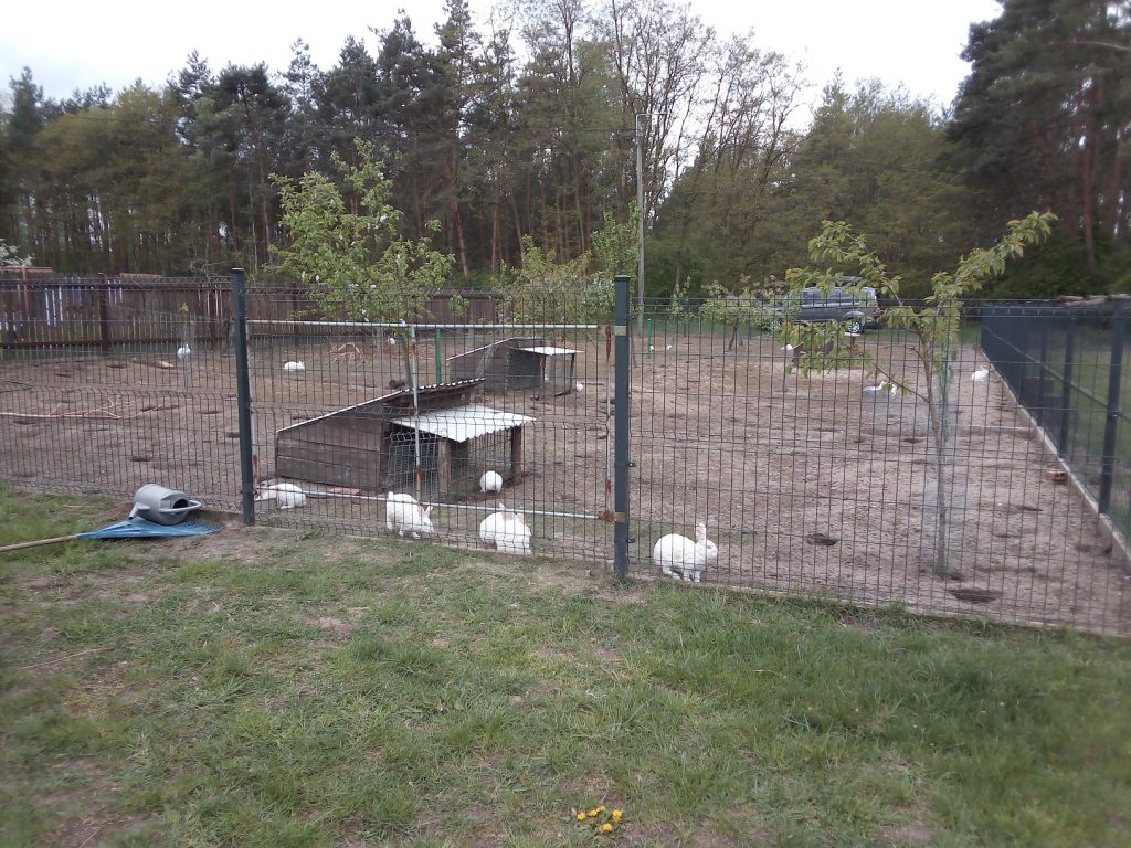 Zagroda królików