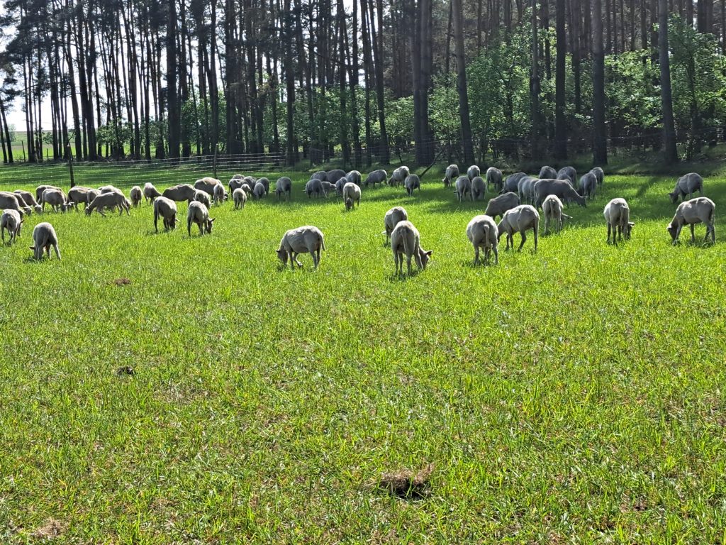 owce na pastwisku
